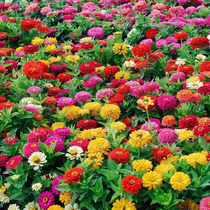 Double Zinnia Seeds Mix