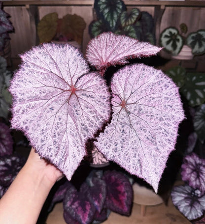 🌿Premium Begonia Seeds: A Rainbow of Blooms for Your Garden – Cultivated with Love by a Passionate Grower 🌈