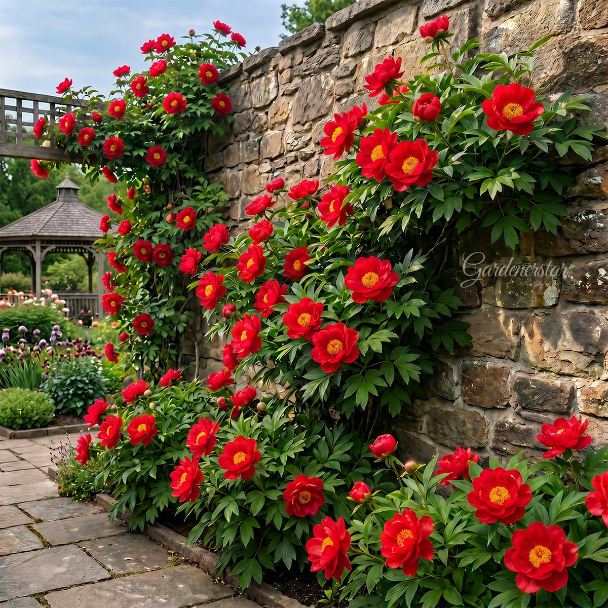 🌸 Rare Climbing Peony Bulbs🪴Big Full Blooms, Cold Hardy Perennial, Easy to Grow Garden Favorite