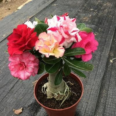 Desert Rose Seeds🌹Multiple Varieties🌈 Heat-Resistant✨