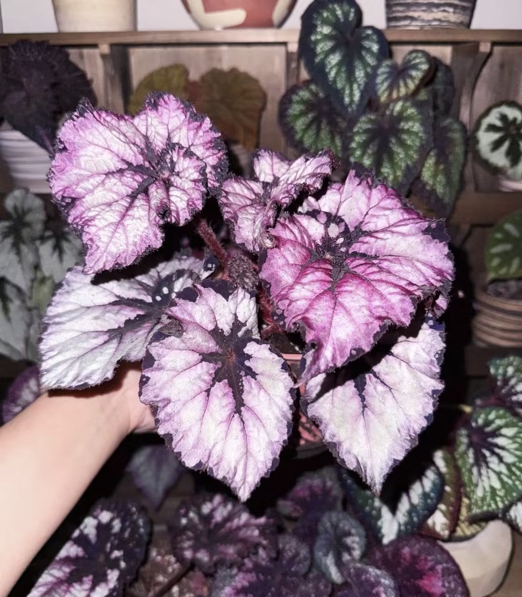 🌿Premium Begonia Seeds: A Rainbow of Blooms for Your Garden – Cultivated with Love by a Passionate Grower 🌈