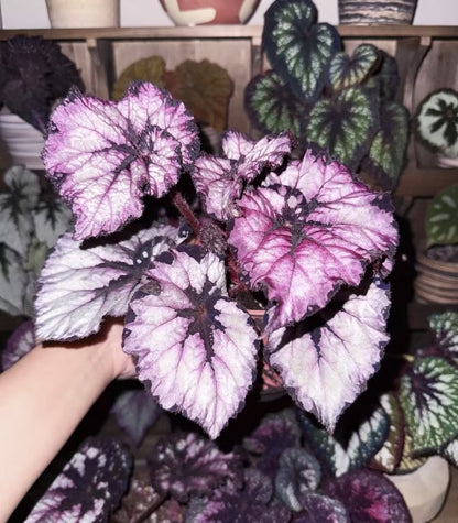🌿Premium Begonia Seeds: A Rainbow of Blooms for Your Garden – Cultivated with Love by a Passionate Grower 🌈