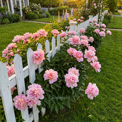 🌸 Rare Climbing Peony Bulbs🪴Big Full Blooms, Cold Hardy Perennial, Easy to Grow Garden Favorite