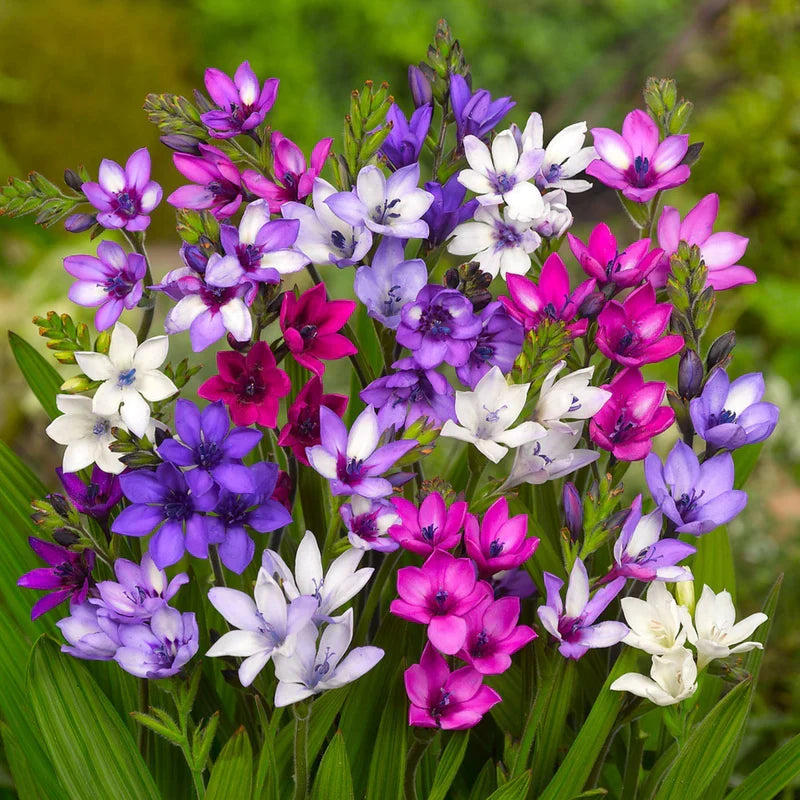 Premium Rain Lily Bulbs-Repeat-Blooming • Heat-Tolerant