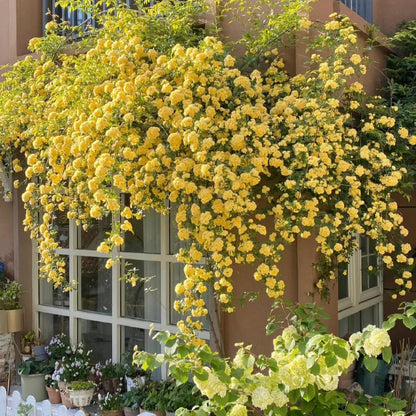 Yellow Banks Rose Seeds