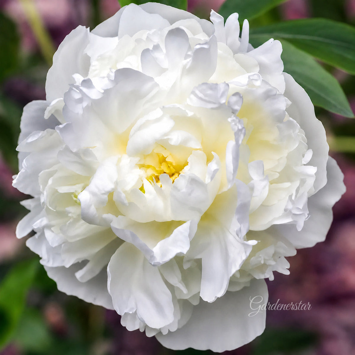 🌸 Rare Climbing Peony Bulbs🪴Big Full Blooms, Cold Hardy Perennial, Easy to Grow Garden Favorite