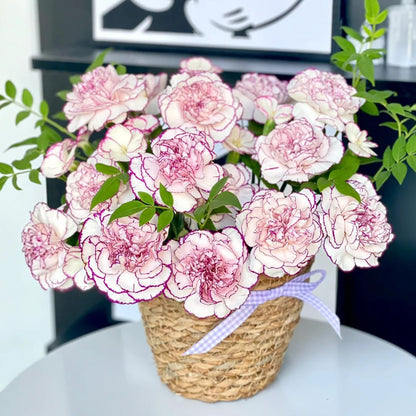 Double Carnation Seeds🌺