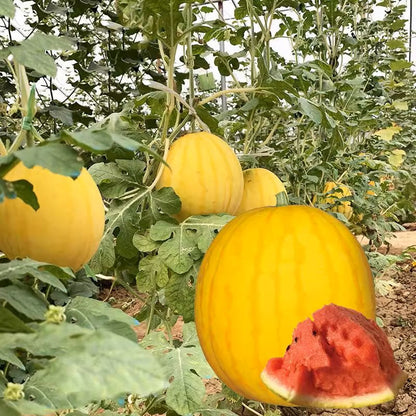Yellow Skinned Red Flesh Watermelon Seeds