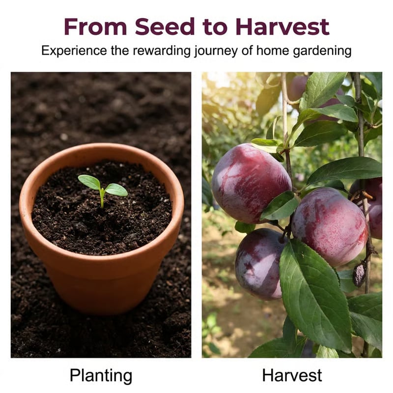 🌳🍑 Heirloom Non-GMO Grafted Plum Tree Live Seeds