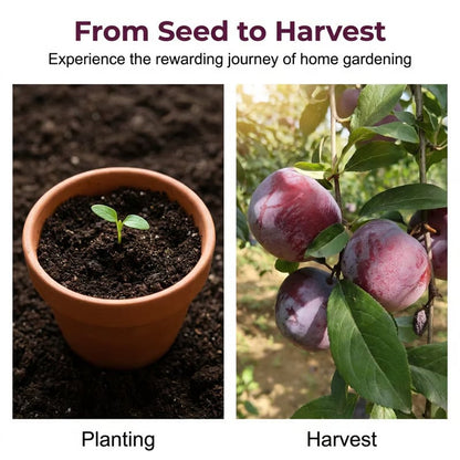 🌳🍑 Heirloom Non-GMO Grafted Plum Tree Live Seeds