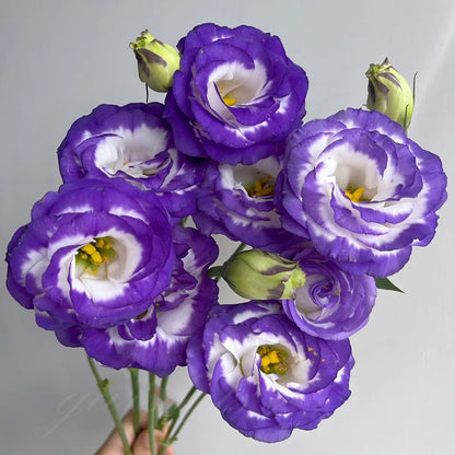 🔥Hot Sale 50% OFF🌱Eustoma Thornless Rose💐Lisanthus Seeds