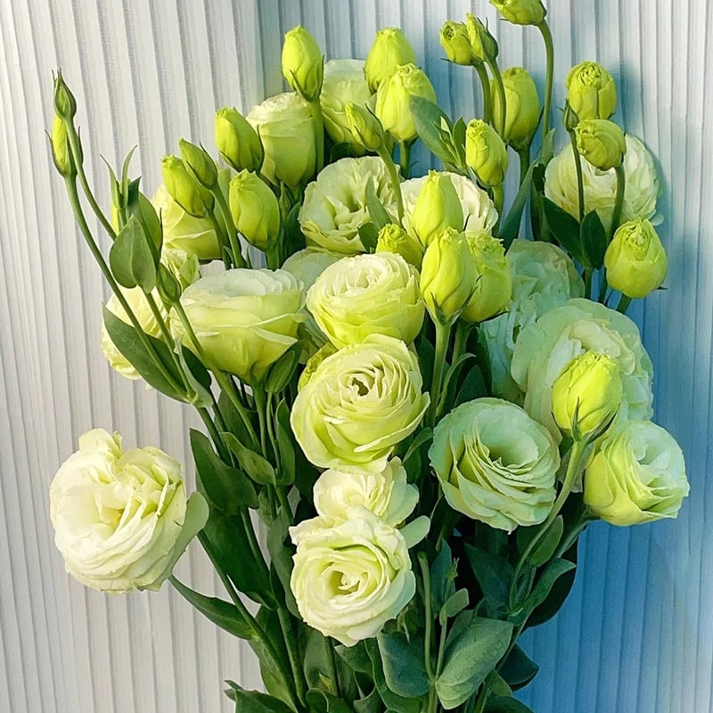 🔥Hot Sale 50% OFF🌱Eustoma Thornless Rose💐Lisanthus Seeds