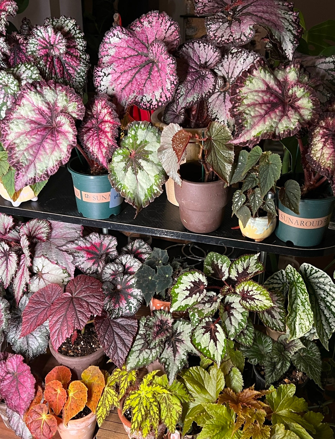 🌿Premium Begonia Seeds: A Rainbow of Blooms for Your Garden – Cultivated with Love by a Passionate Grower 🌈