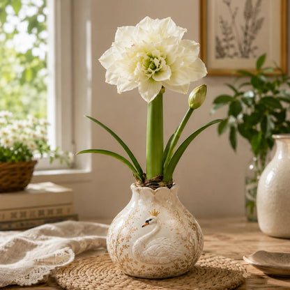 🌺 Waxed Double Amaryllis Bulbs | No Soil, No Routine Watering