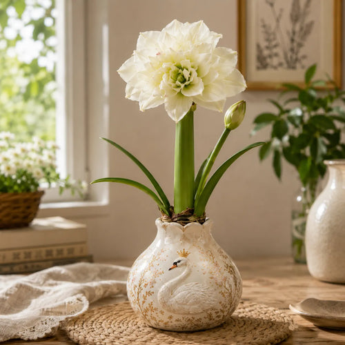 🌺 Waxed Double Amaryllis Bulbs | No Soil, No Routine Watering