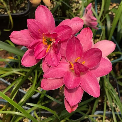 Premium Rain Lily Bulbs-Repeat-Blooming • Heat-Tolerant