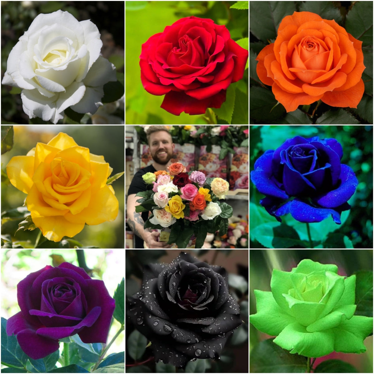 🎉2024 Hot-selling -Premium Rose Seeds Mix🌈🌹 – oregonblubs