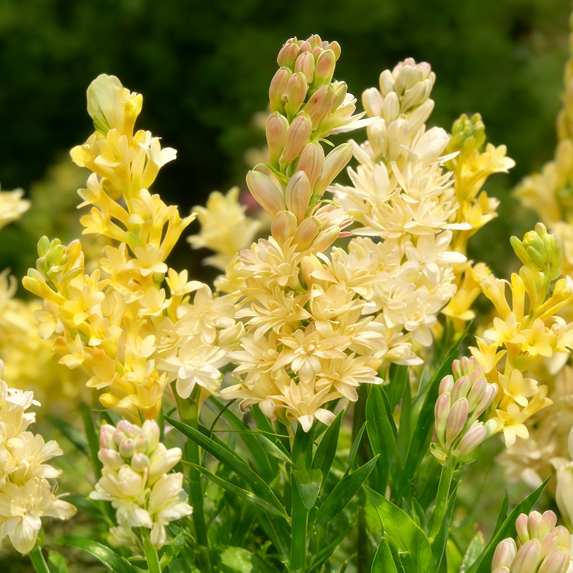 🌺Double Tuberose Bulbs - Fragrant Night Bloomer