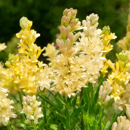 🌺Double Tuberose Bulbs - Fragrant Night Bloomer