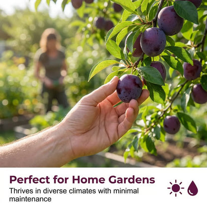🌳🍑 Heirloom Non-GMO Grafted Plum Tree Live Seeds