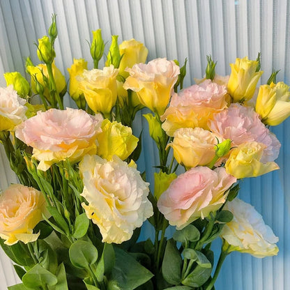 🔥Hot Sale 50% OFF🌱Eustoma Thornless Rose💐Lisanthus Seeds