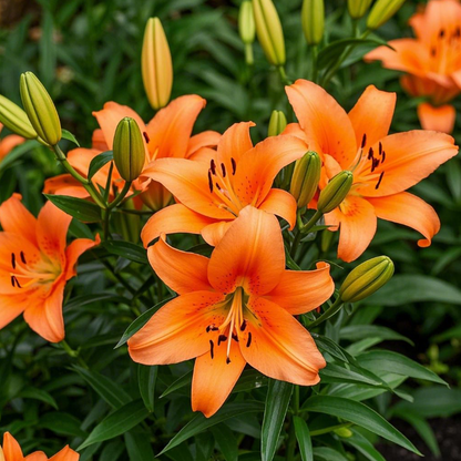 🌺Lily Bulbs—Fresh and Sweet