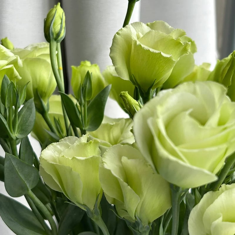 🔥Hot Sale 50% OFF🌱Eustoma Thornless Rose💐Lisanthus Seeds