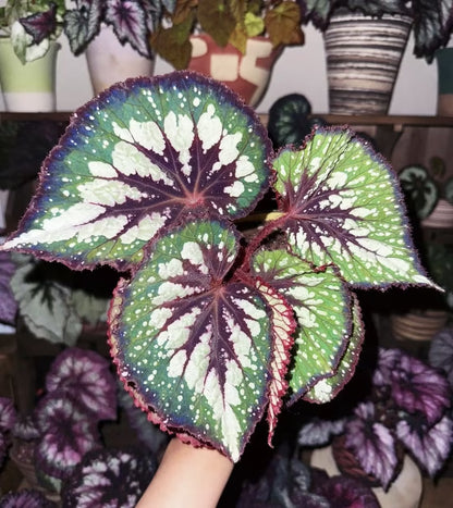 🌿Premium Begonia Seeds: A Rainbow of Blooms for Your Garden – Cultivated with Love by a Passionate Grower 🌈