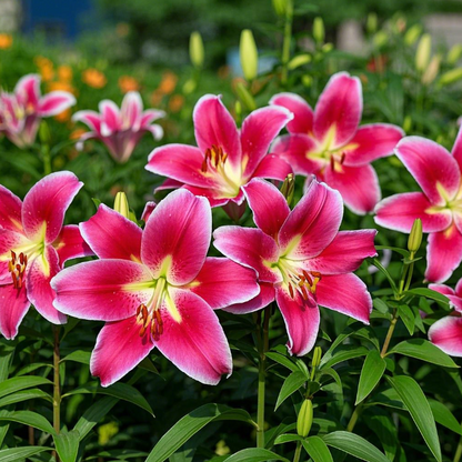 🌺Lily Bulbs—Fresh and Sweet