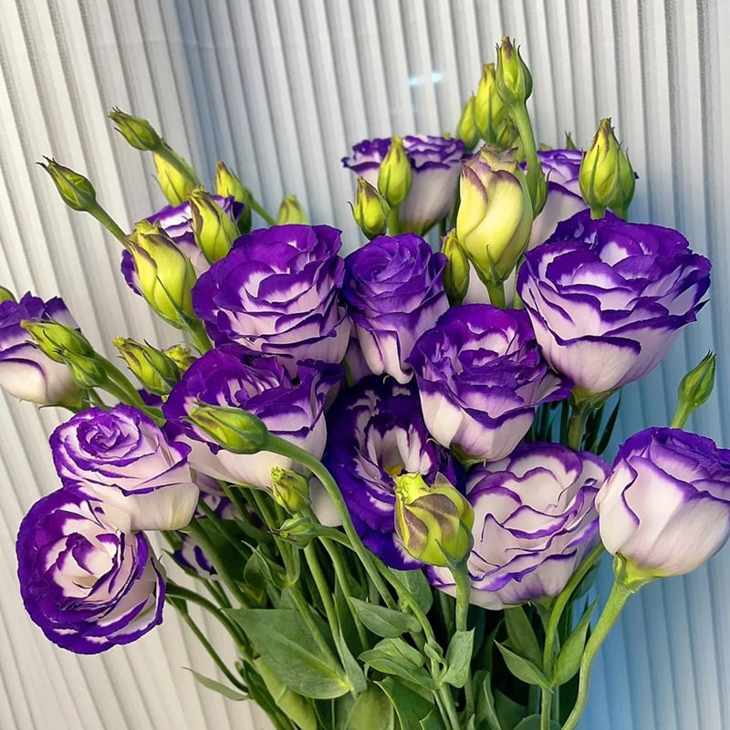 🔥Hot Sale 50% OFF🌱Eustoma Thornless Rose💐Lisanthus Seeds
