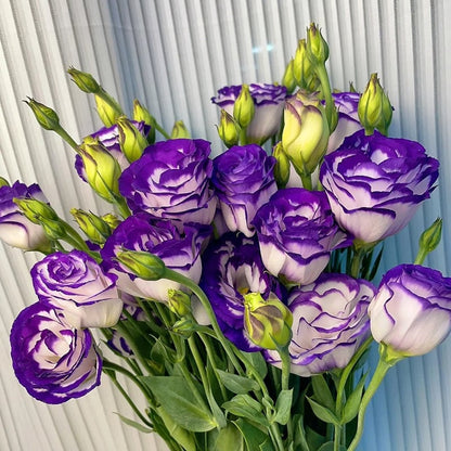 🔥Hot Sale 50% OFF🌱Eustoma Thornless Rose💐Lisanthus Seeds