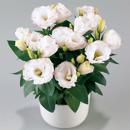 🔥Hot Sale 50% OFF🌱Eustoma Thornless Rose💐Lisanthus Seeds