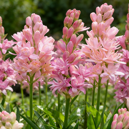🌺Double Tuberose Bulbs - Fragrant Night Bloomer