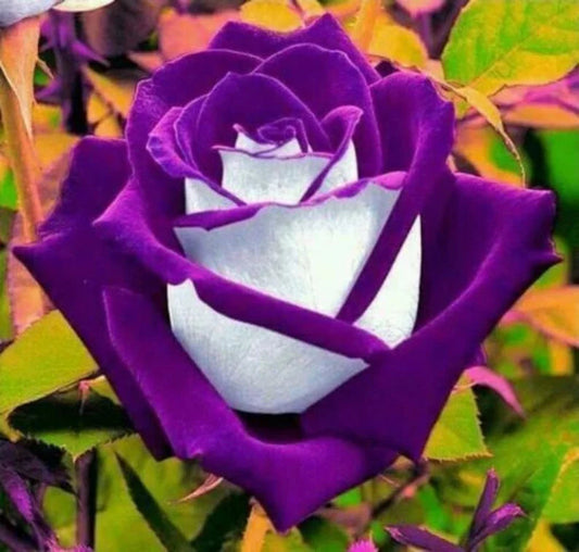Purple Passion Rose Bush Seeds 20 Seeds Beautiful RARE Roses