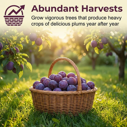 🌳🍑 Heirloom Non-GMO Grafted Plum Tree Live Seeds