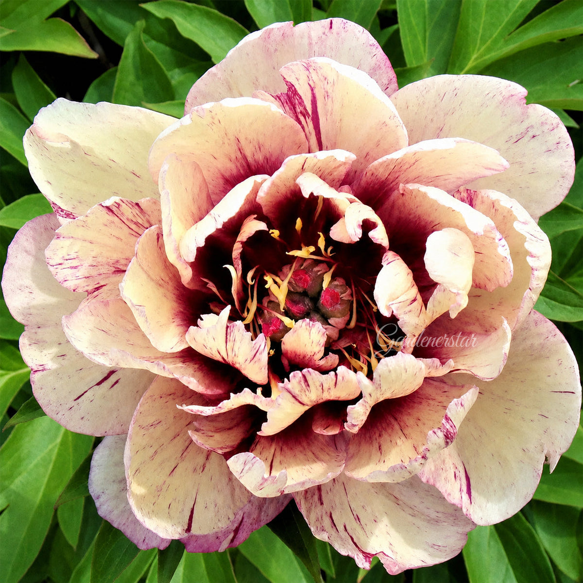 🌸 Rare Climbing Peony Bulbs🪴Big Full Blooms, Cold Hardy Perennial, Easy to Grow Garden Favorite