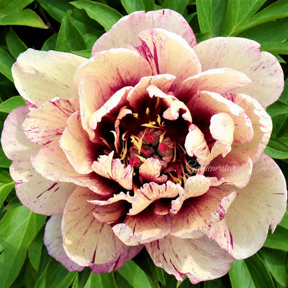 🌸 Rare Climbing Peony Bulbs🪴Big Full Blooms, Cold Hardy Perennial, Easy to Grow Garden Favorite