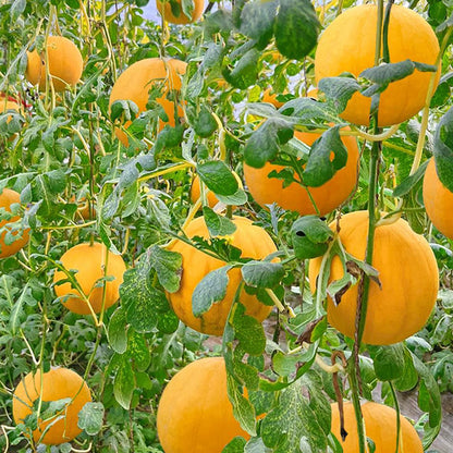 Yellow Skinned Red Flesh Watermelon Seeds