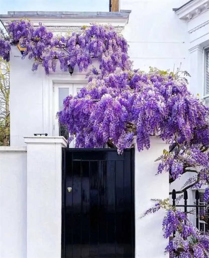 🌸Wisteria Seeds - The Garden’s Cascading Beauty All Year Round💗