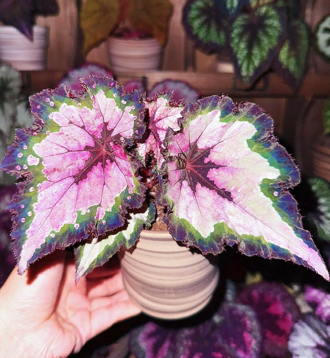 🌿Premium Begonia Seeds: A Rainbow of Blooms for Your Garden – Cultivated with Love by a Passionate Grower 🌈
