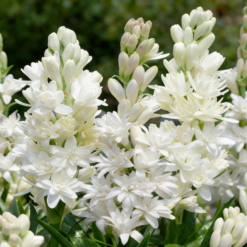 🌺Double Tuberose Bulbs - Fragrant Night Bloomer