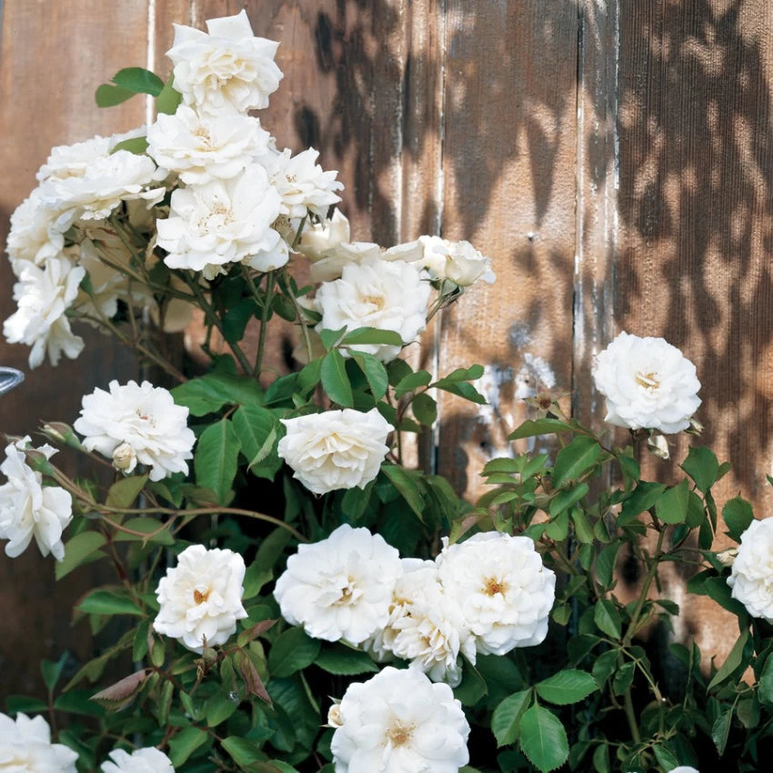 White Climbing Rose Seeds