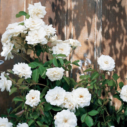 White Climbing Rose Seeds