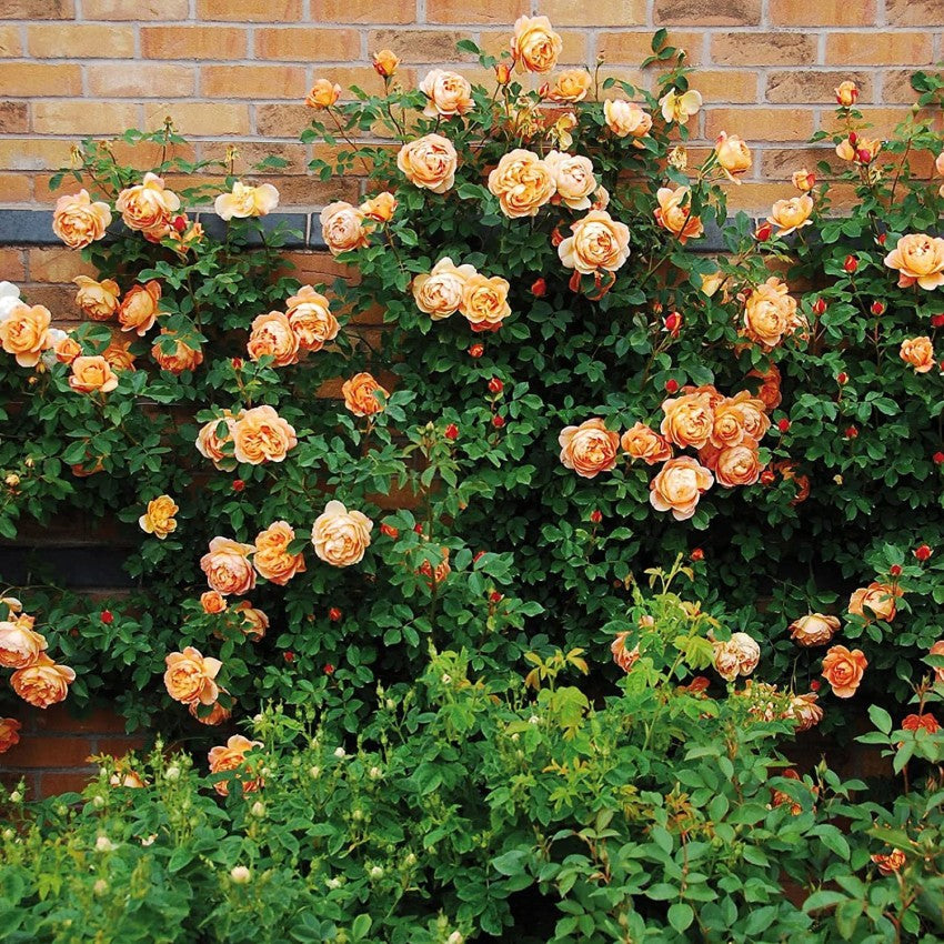 Orange Climbing Rose Seeds