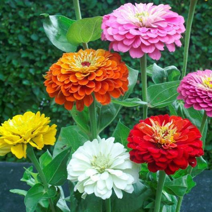 Double Zinnia Seeds Mix