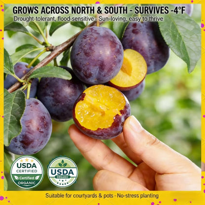 🌳🍑 Heirloom Non-GMO Grafted Plum Tree Live Seeds