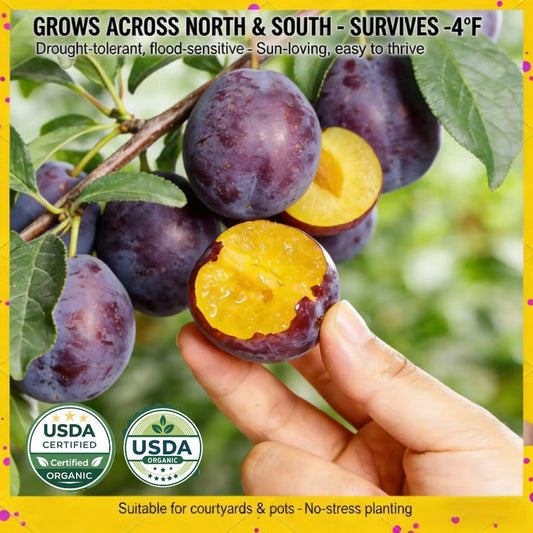 🌳🍑 Heirloom Non-GMO Grafted Plum Tree Live Seeds