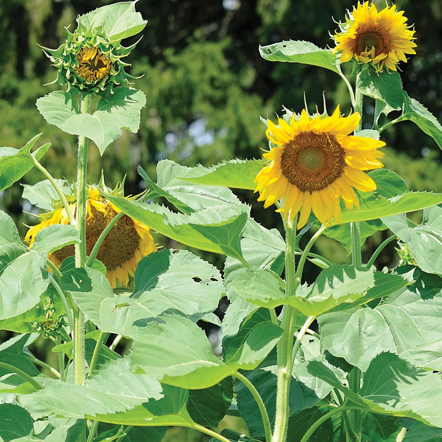 🌻🌻'Sunlight Giant' Sunflower Seeds - Yellow