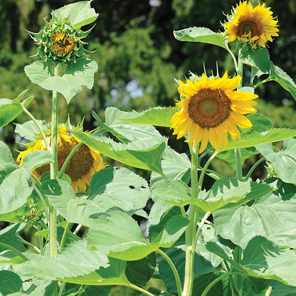🌻🌻'Sunlight Giant' Sunflower Seeds - Yellow