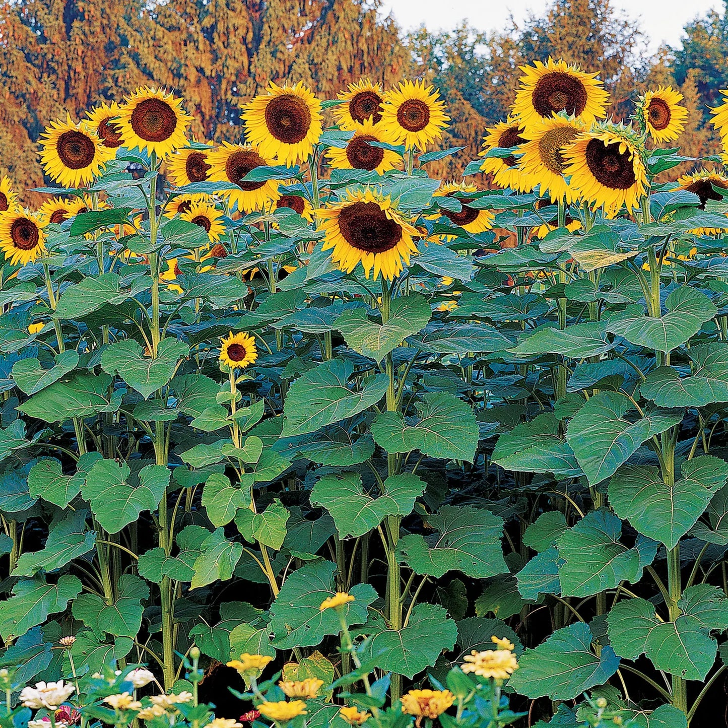🌻🌻'Sunlight Giant' Sunflower Seeds - Yellow